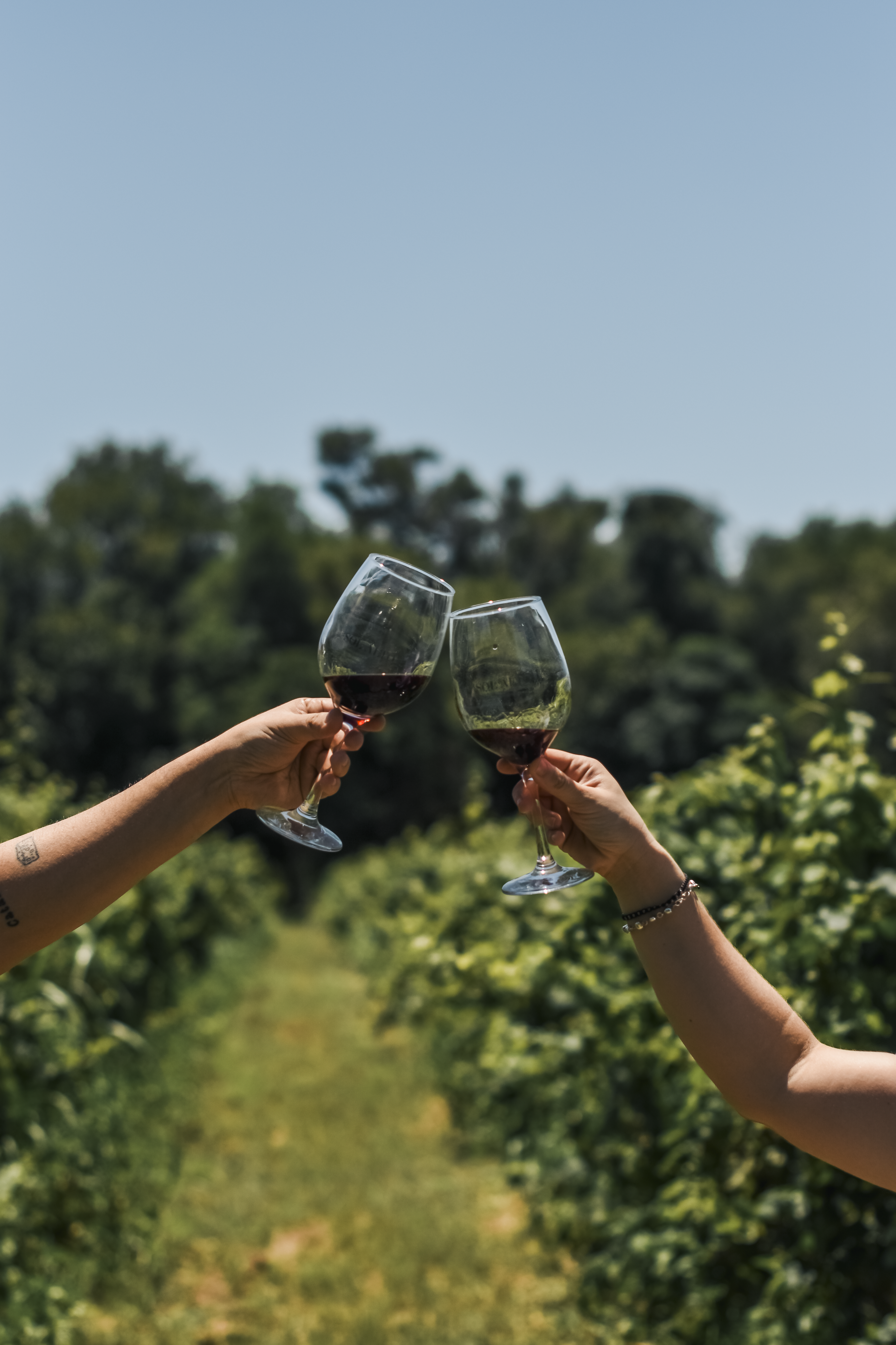 Brindis entre vinedos de Sol Alto
