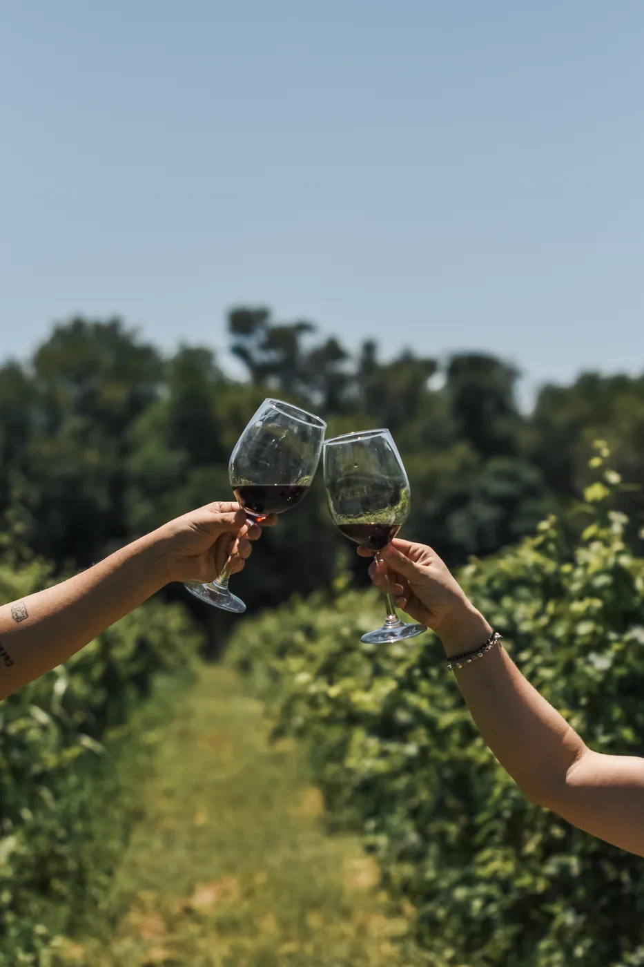 Brindis entre vinedos de Sol Alto